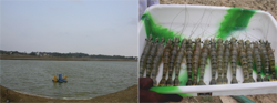 Shrimp farm and tiger shrimp